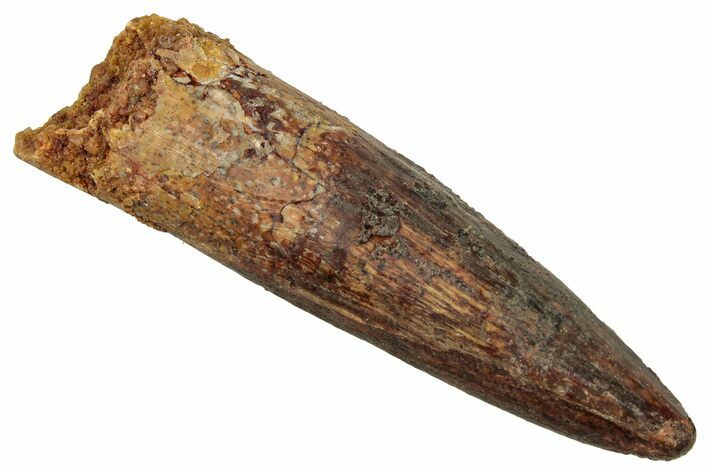 Fossil Spinosaurus Tooth - Real Dinosaur Tooth #329589